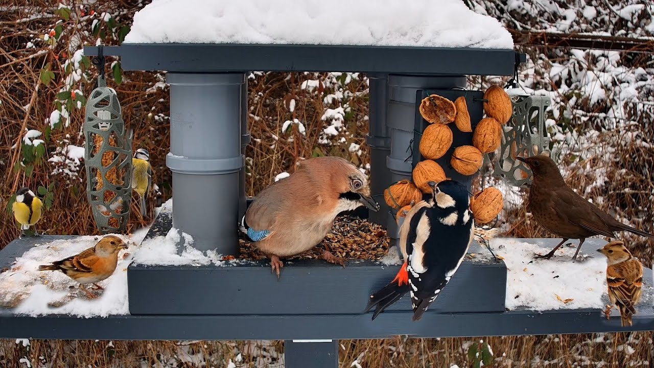 Day Live Bird Feeder Stream — Real-Time Backyard Birds