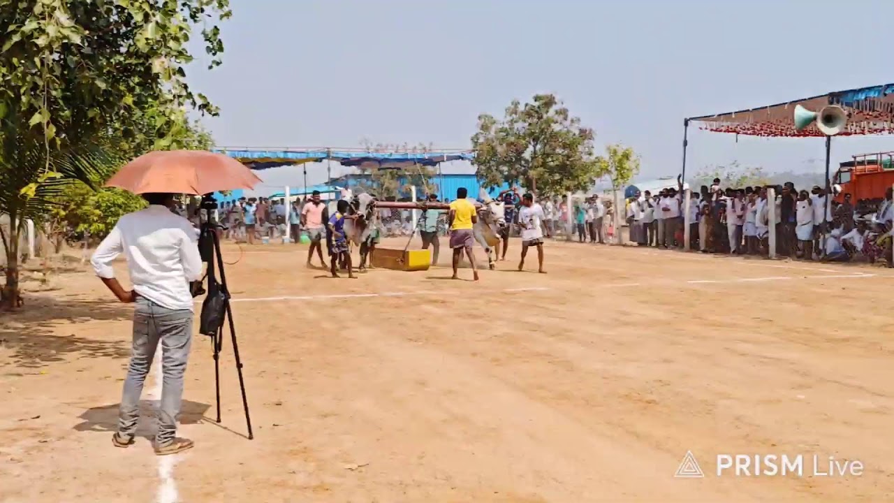 అనిమల ఓల్డ్ కేటగిరి విభాగంలో 9వ జత SSV ట్రేడర్