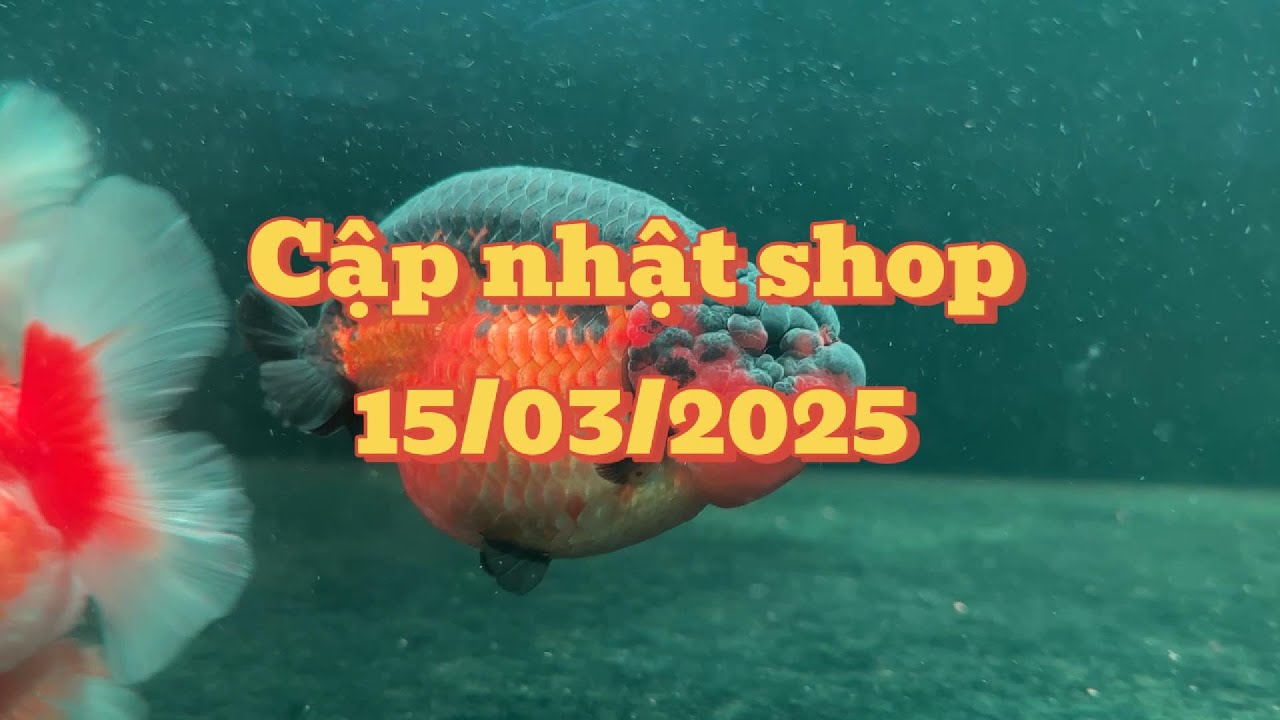 Cập nhật shop 15/03/2025 - nhà không có gì ngoài ranchu tiny - kinh nghiệm nuôi cá vàng
