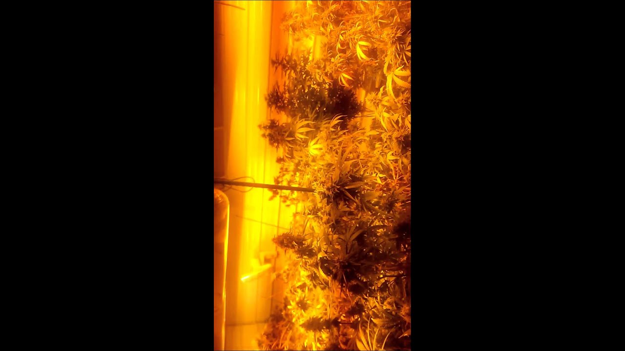 Just a little cannabis