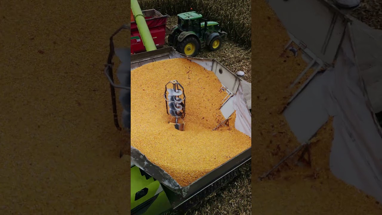 Ostatnie  2025 z powietrza - kukurydza w rękaw i ziarno 💪#fyp #dlaciebie #agriculture #dc #farming