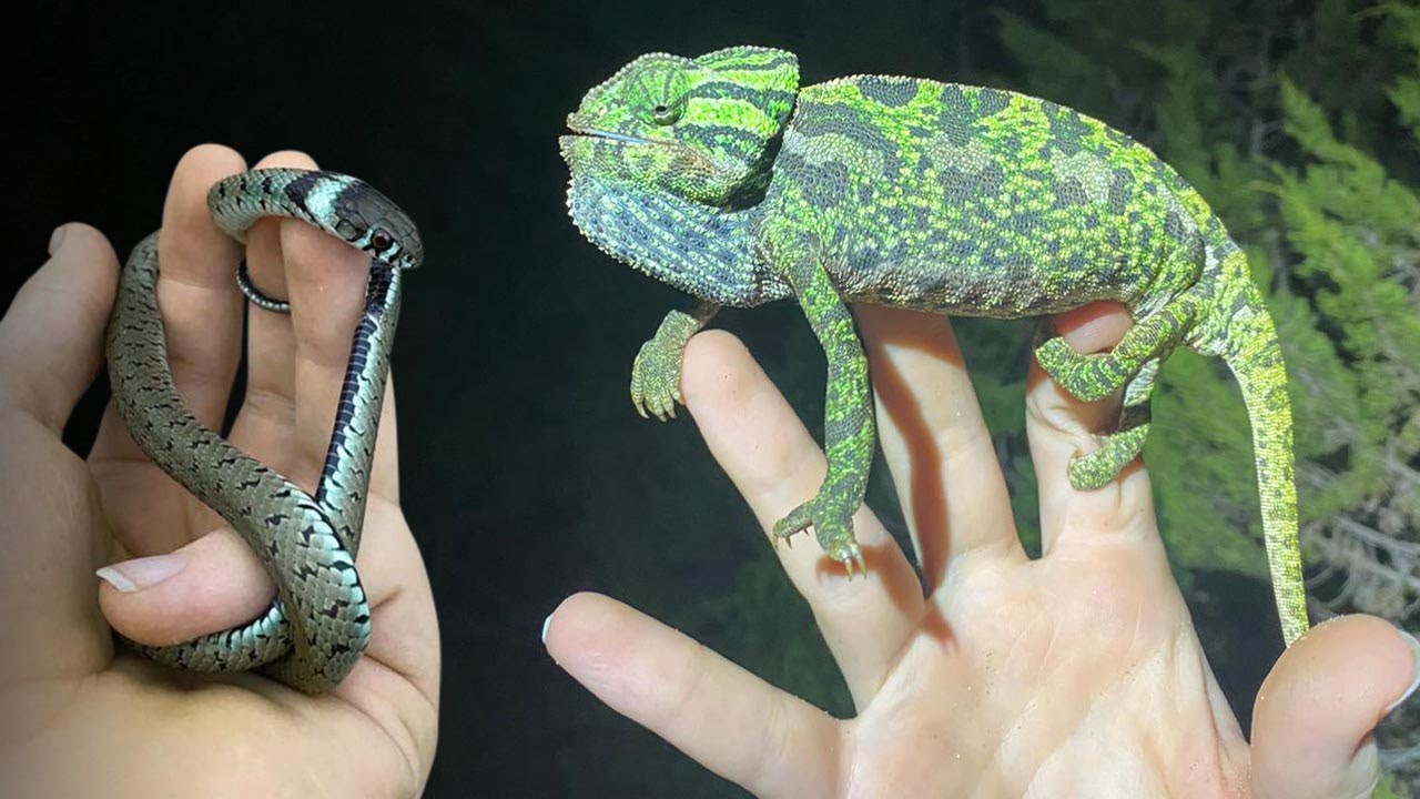 Chameleons and Rare BLUE Snake! Herping Spain Part 1