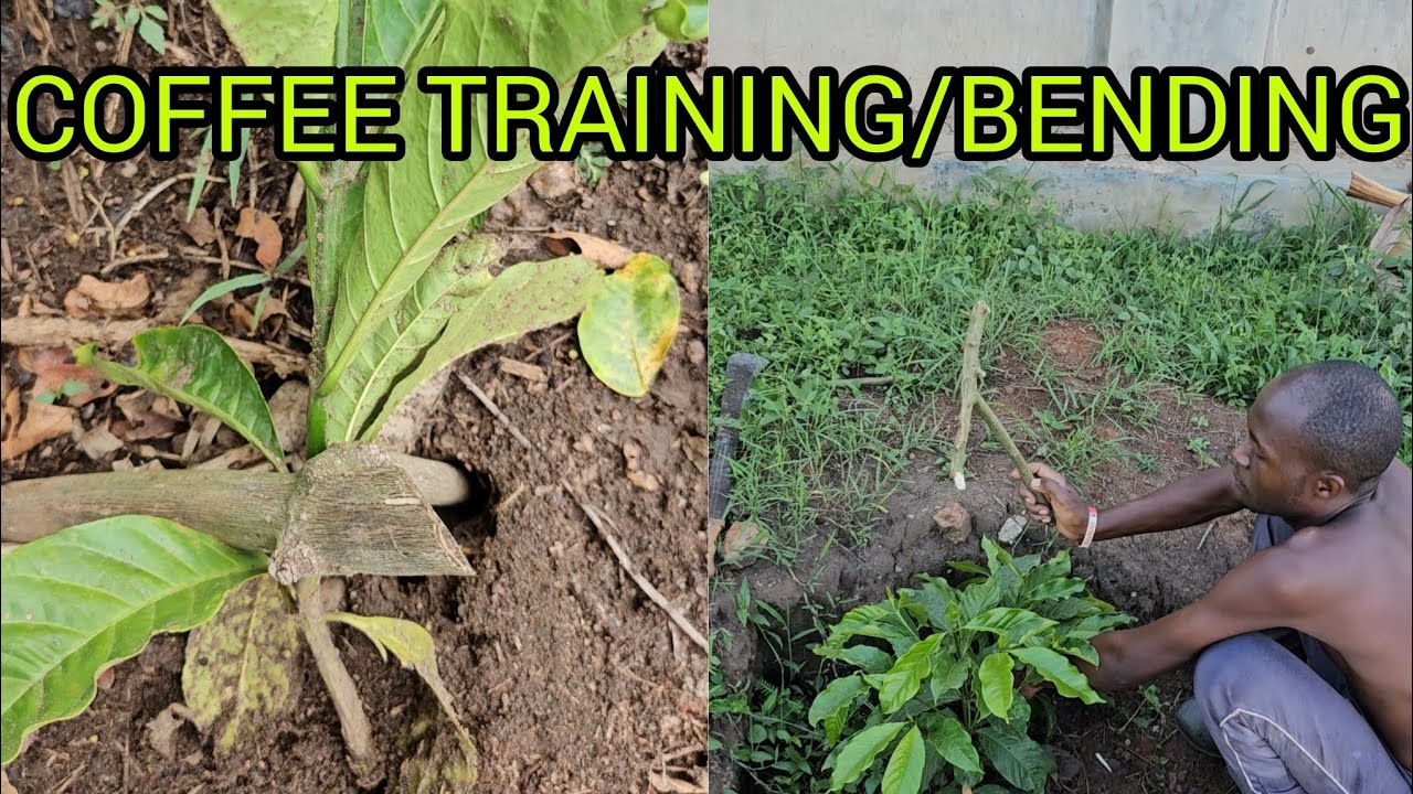 COFFEE TRAINING-PART 1:EXPLAINING THE PROCESS AND PURPOSE.