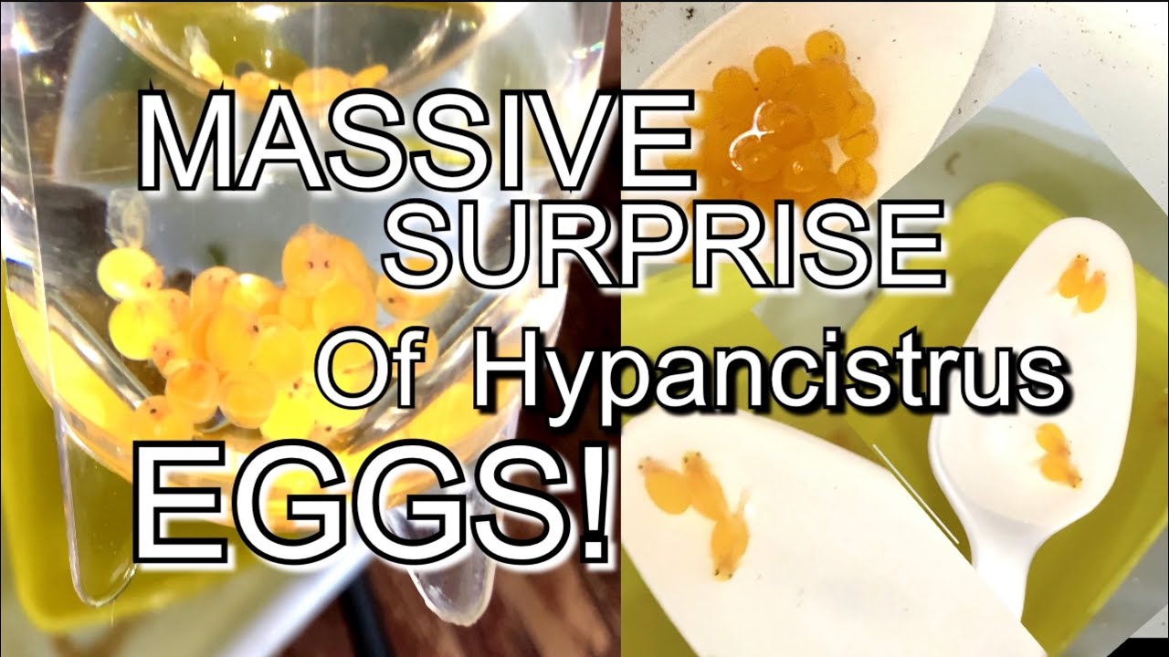 Massive Surprise Of Hypancistrus Eggs! DOUBLE CLUTCH! Subscribe and Stay Tuned for More!