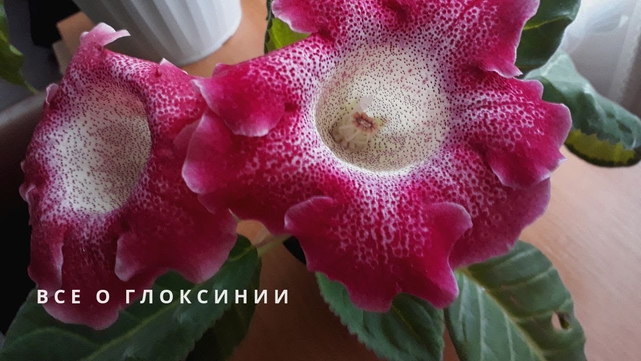 ГЛОКСИНИЯ полный цикл выращивания. Советы по уходу