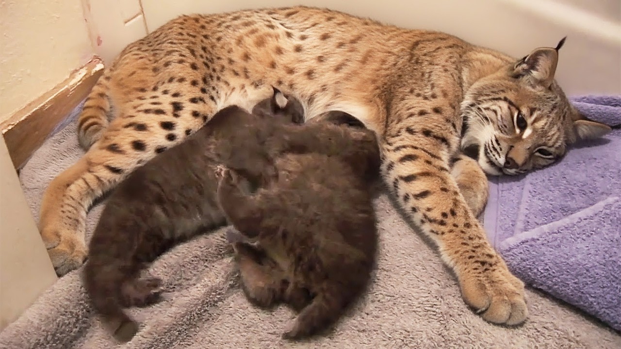 Bobcat Gives Birth for the First Time—But What Came After Left the Keepers Scream Out!