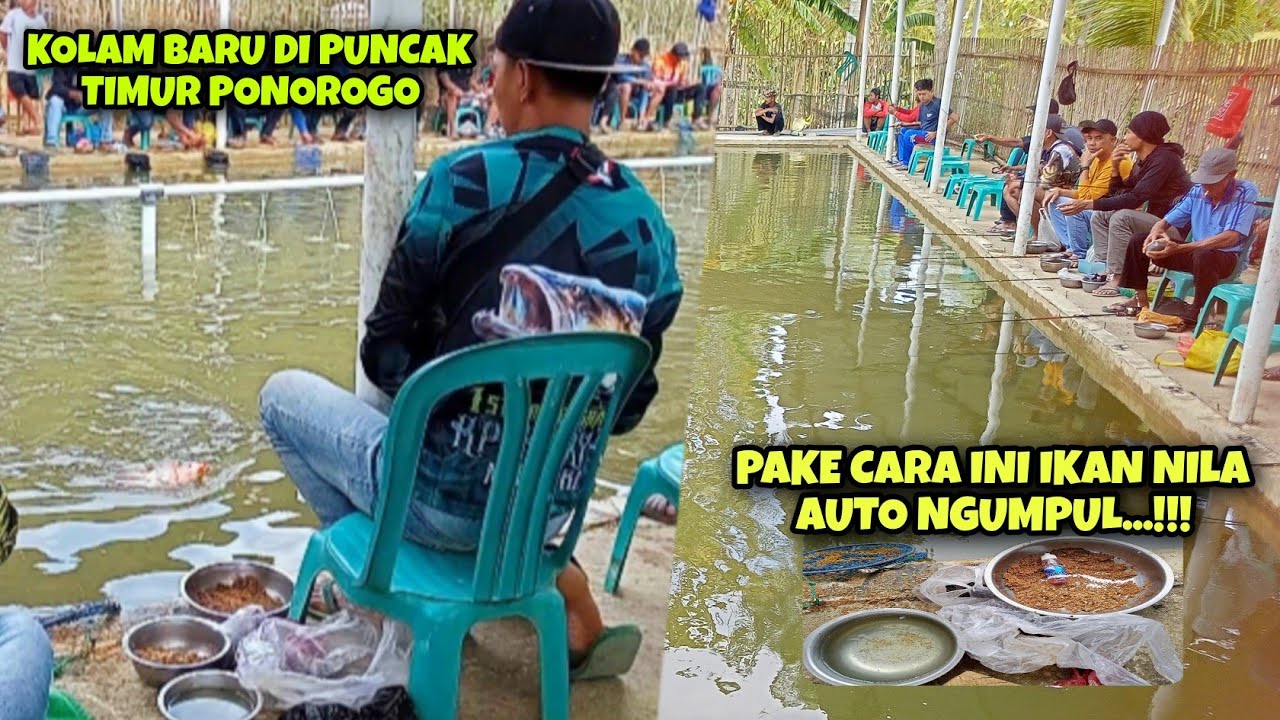 PAKE CACING INI,,,IKAN NILA LANGSUNG NGUMPUL‼️
