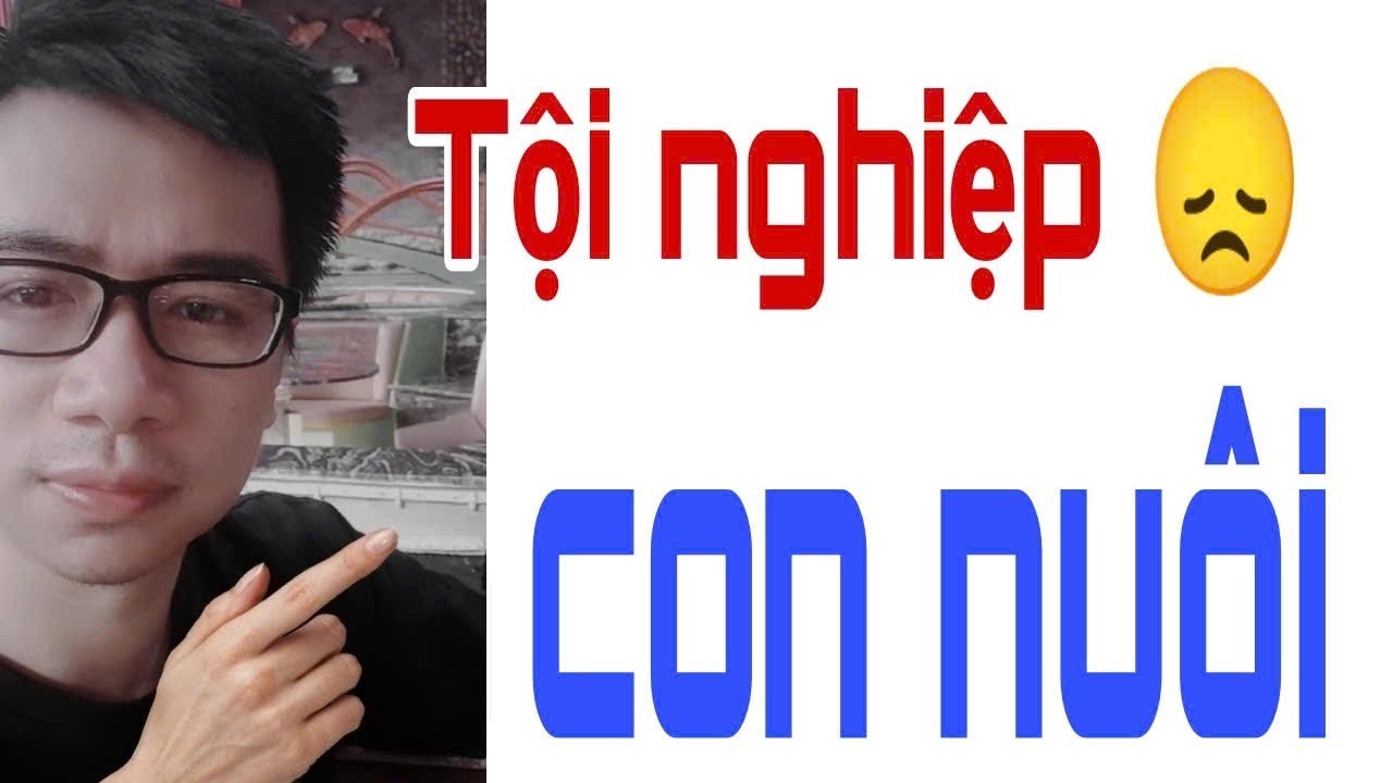 TỘI NGHIỆP CON NUÔI | Ngỡ ngàng trước BÌNH LUẬN của FAN DÀNH CHO NGHỆ SĨ HÁT SIỆU TỆ. Triển Ca Vlog