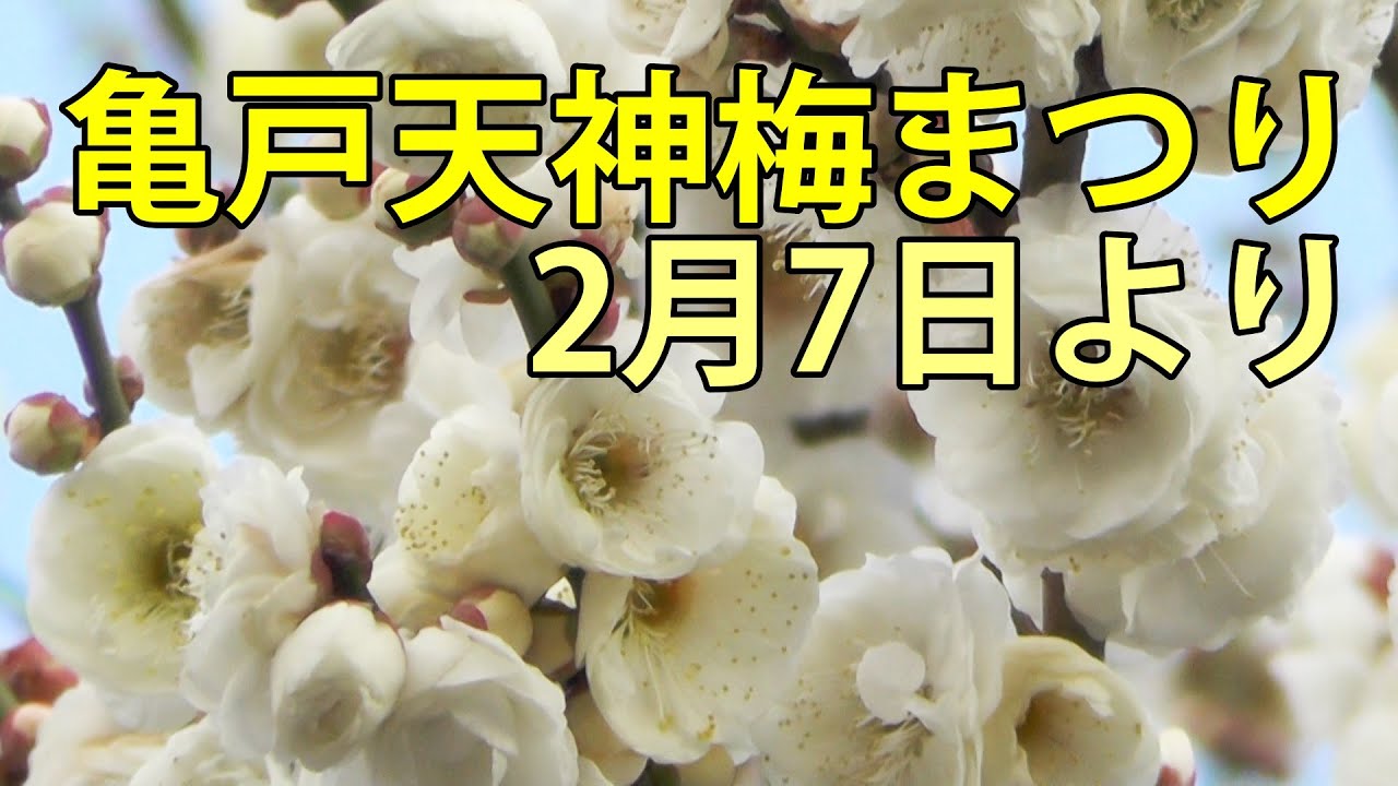 亀戸天神　2月7日より2026梅まつり　2026.1.29