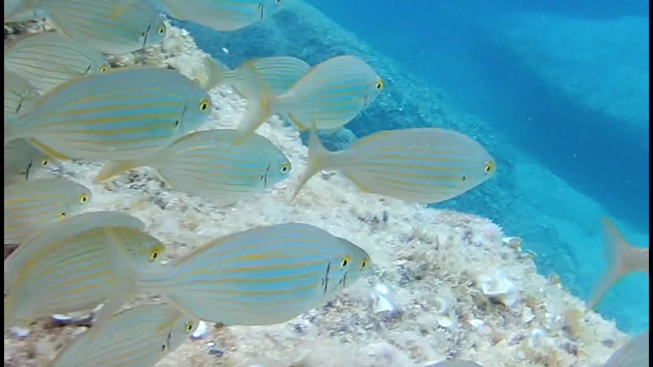SNORKELING IN PUGLIA - Seppia, Polpo, Stelle marine e sogliole | Cuttlefish, Octopus, Starfish, Sole