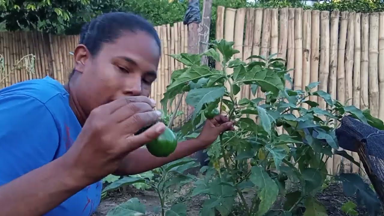 Vida simples na roça colhendo verduras, muita fartura no meu cantinho.