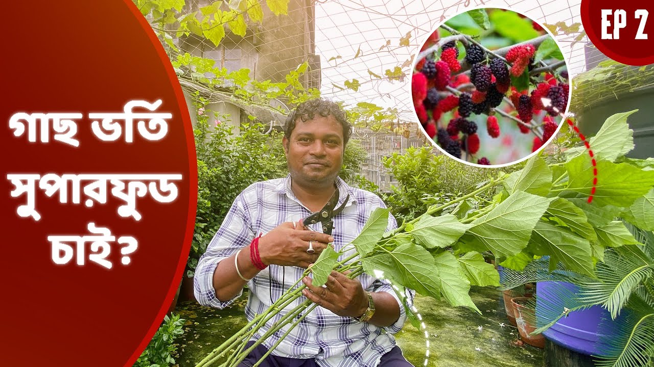সঠিক সময় মালবেরি গাছের কাটিং করুন || Take cuttings of mulberry trees at the right time