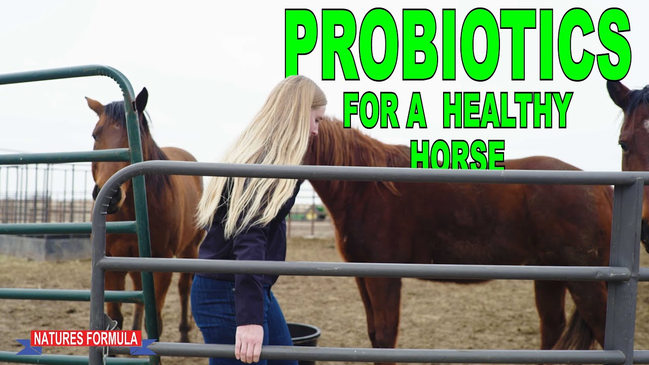 IMPROVE Your Horses PERFORMANCE with Probiotics