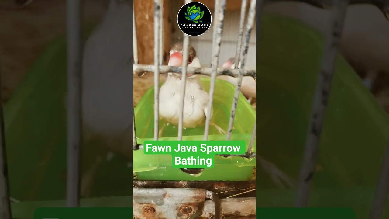 Fawn Java Sparrow Bathing #fawnjava #nature #naturezone