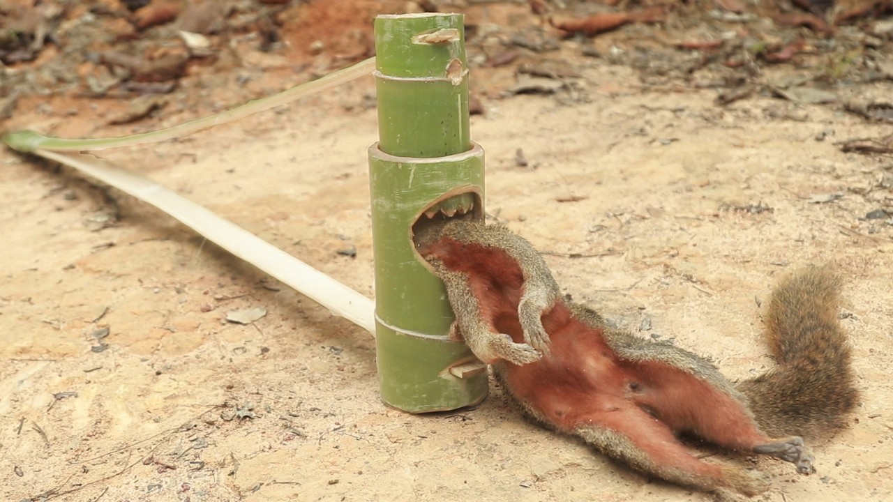 outdoor for camping and sleeping in the forest create amazing squirrel peaceful life