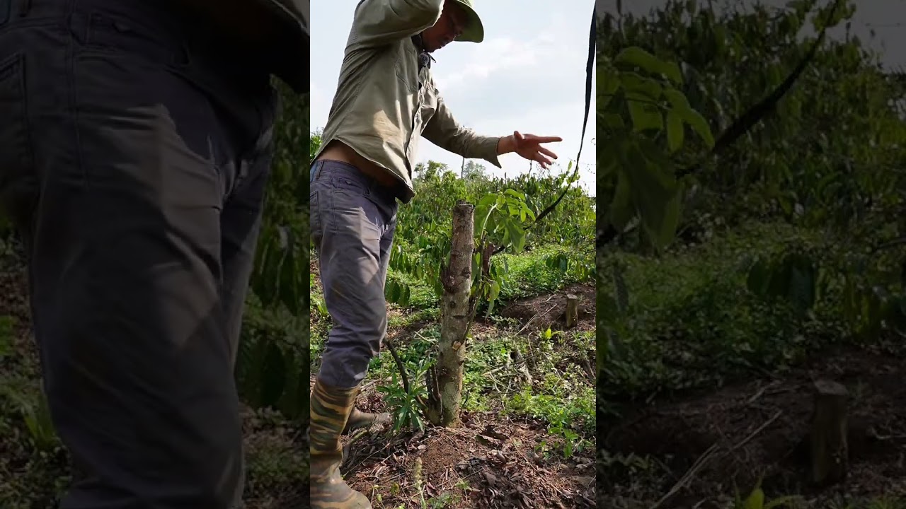 Watering coffee plants