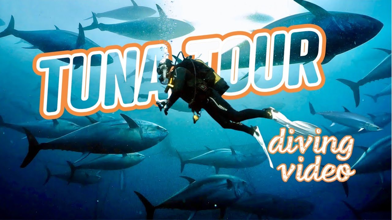 TUNA TOUR EXPERIENCE 🐟 Diving 🤿 | L'Ametlla de Mar