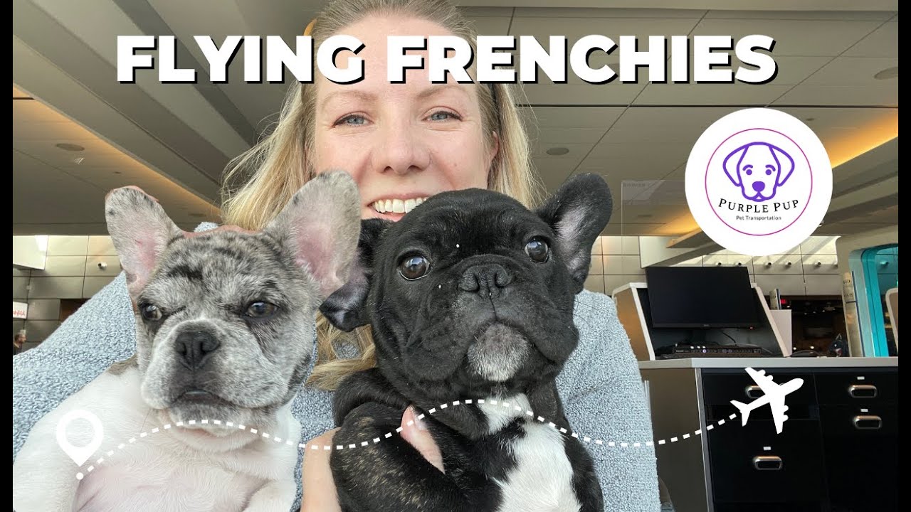 What's it like to be a flight nanny during the holidays? #flightnanny #pettransporter