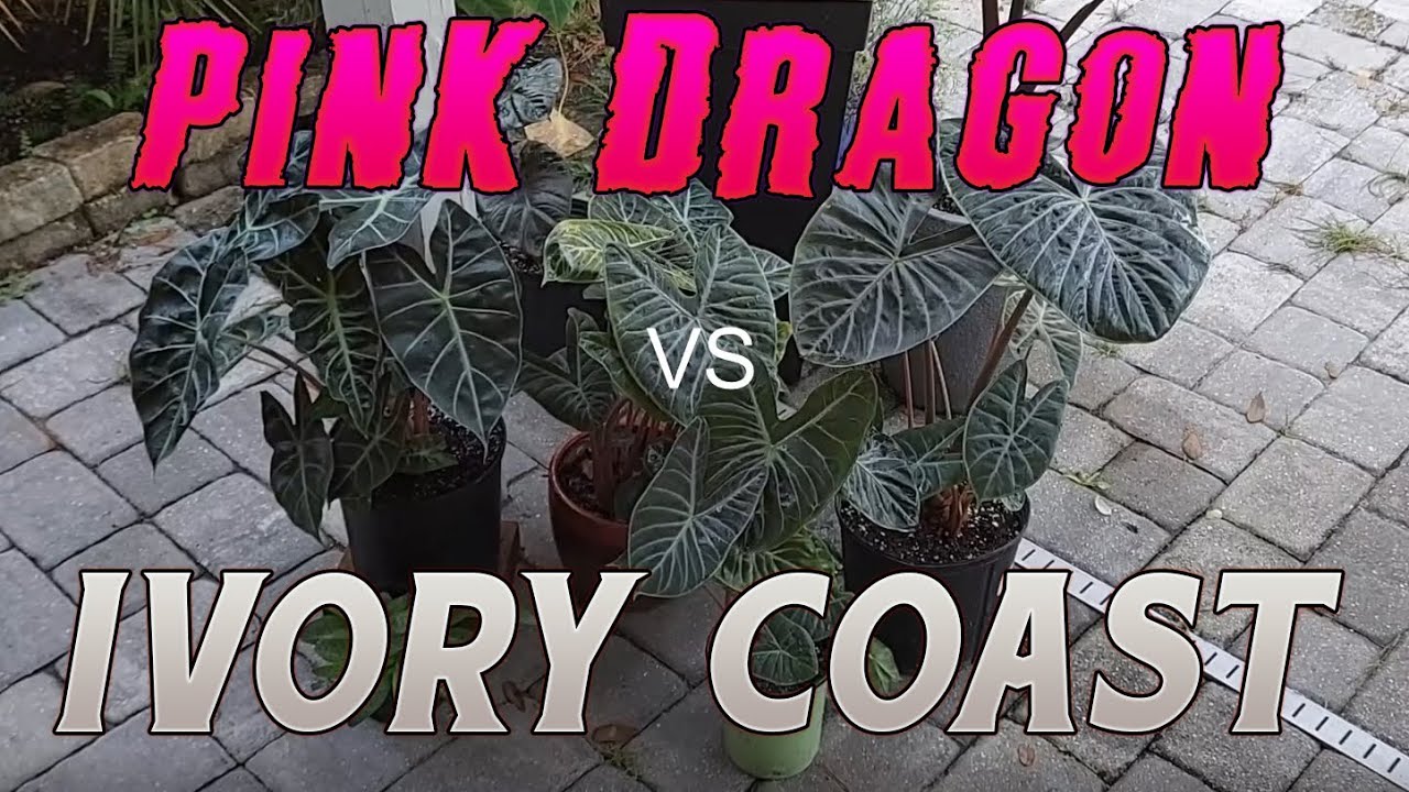 How to Identify Pink Dragon and Ivory Coast Alocasia