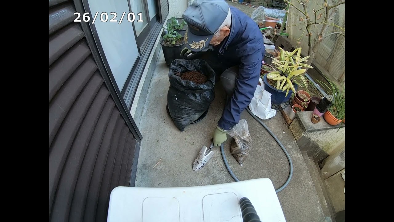 【畑 de Vlog】260201「土嚢にジャガイモを植えてみます」