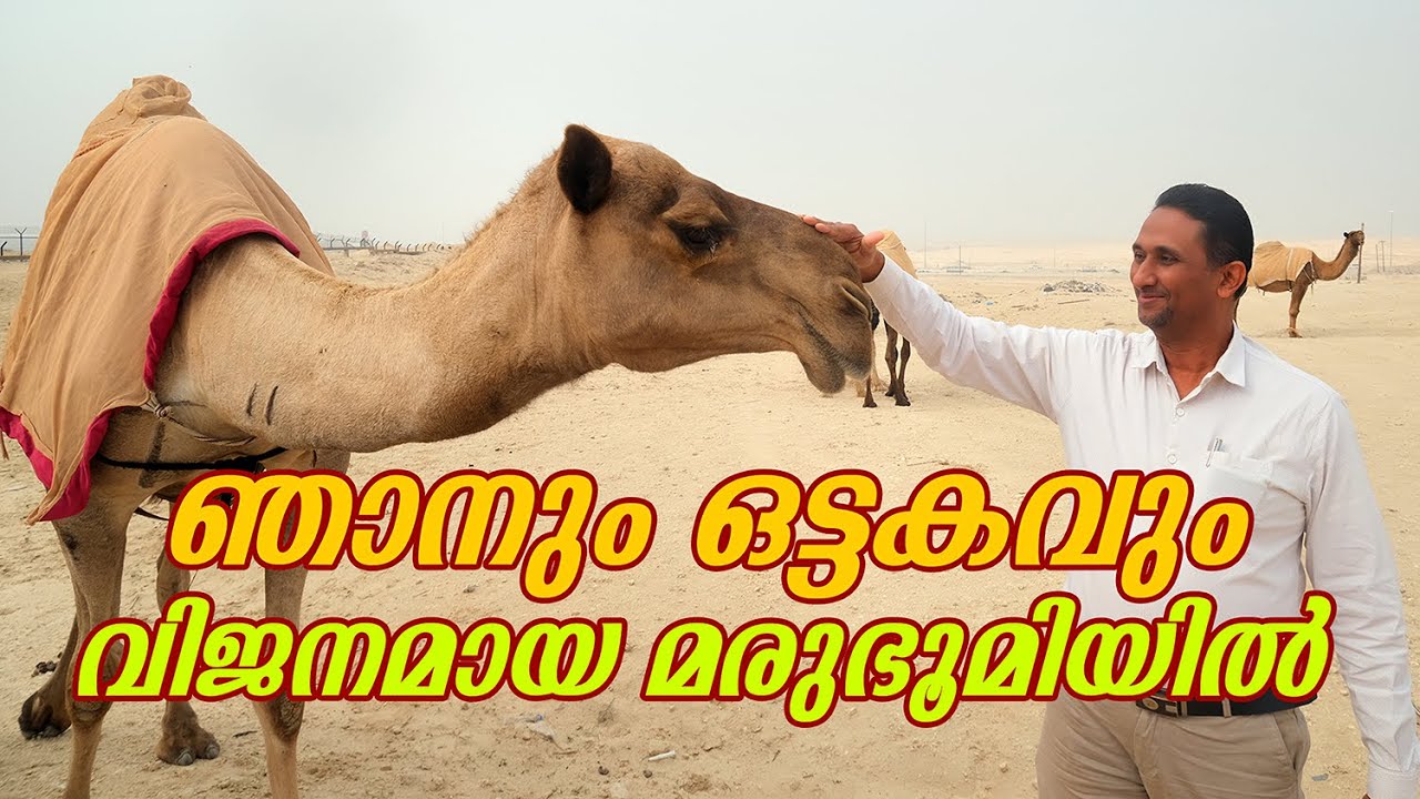 കുവൈറ്റ് മരുഭൂമിയിലെ ഒട്ടക ജീവിതം ഞെട്ടിച്ചു | Amazing Camel Farm
