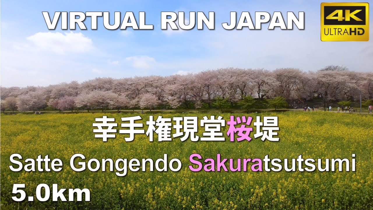 Virtual Run | 幸手権現堂桜堤 Satte Gongendo Sakuratsutsumi with cherry blossoms, Japan 5.0km バーチャルラン トレッドミル