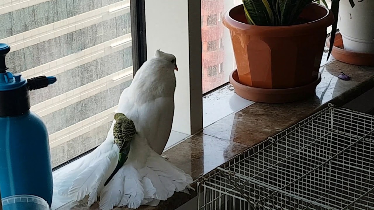 Pigeon ride for budgie