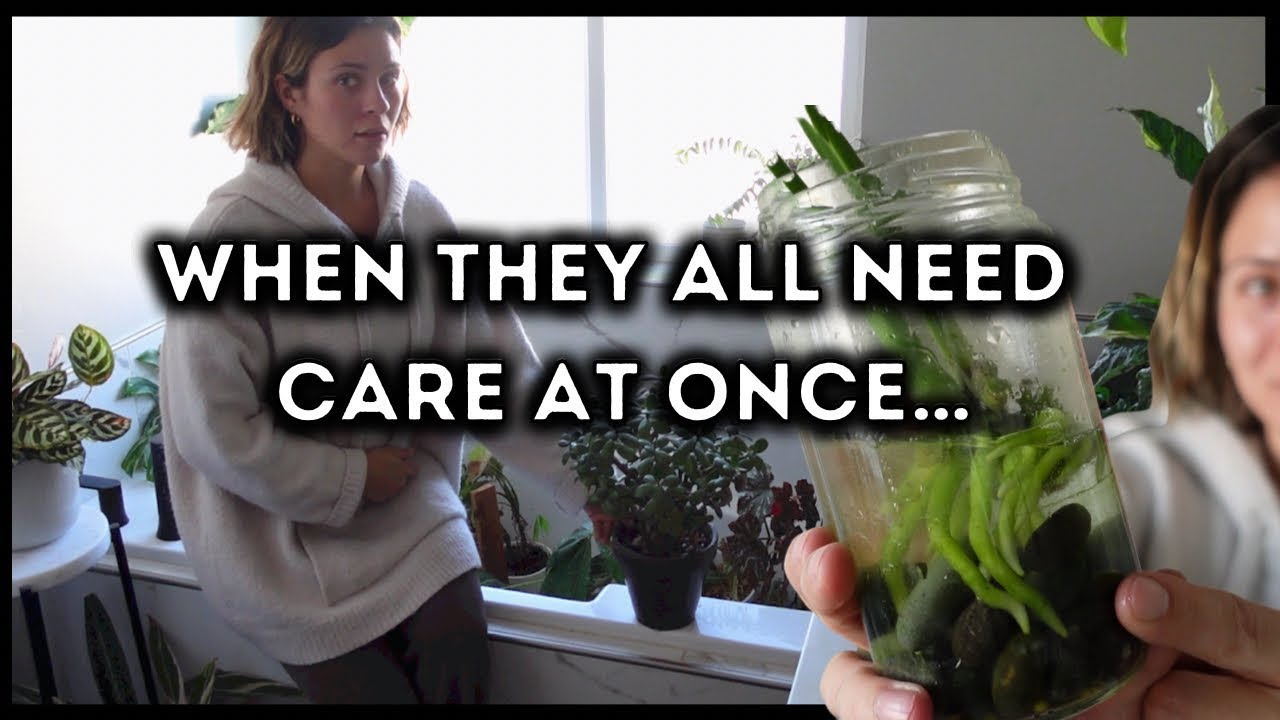 My plant care routine when everything needs care at once 