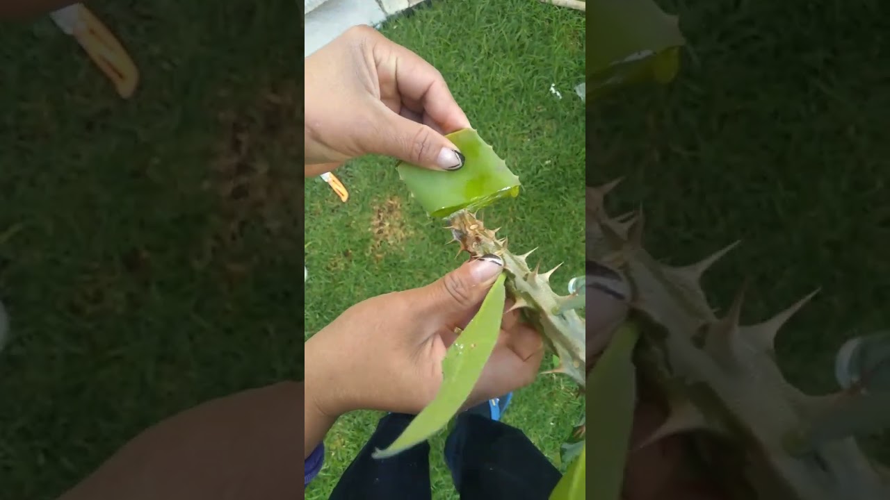 C&oacute;mo reproducir m&aacute;s plantas  de corona de Cristo ❤️🌹