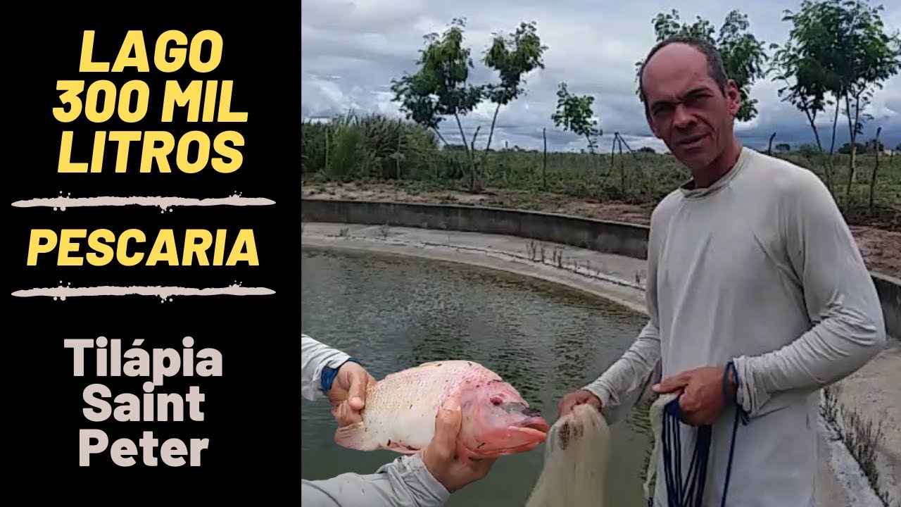 Pescando Til&aacute;pia Saint Peter gigante no lago de concreto de 300 mil litros
