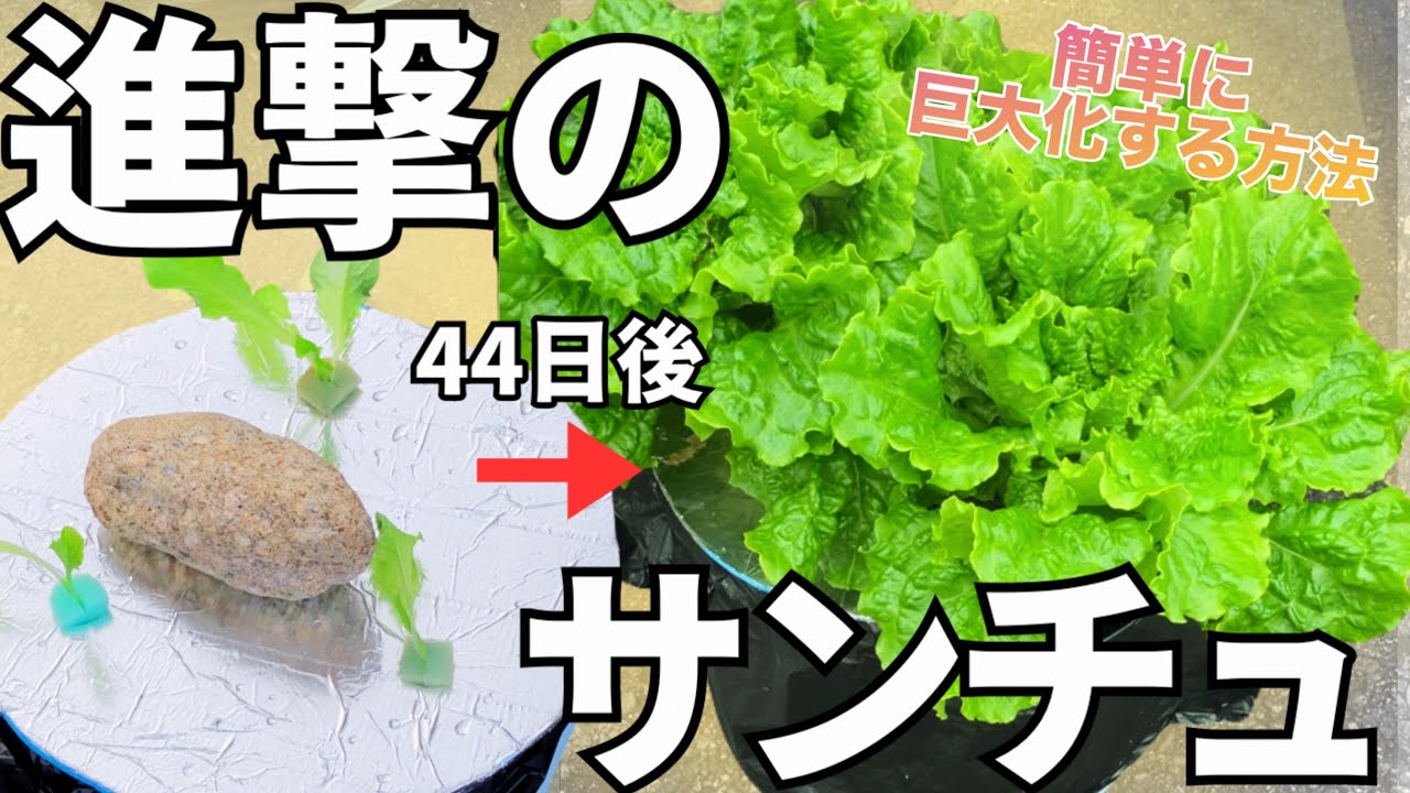 初心者さんでもサンチュを超簡単に巨大化する方法！容器の材料すべて100均でそろうよ！#ダイソー#水耕栽培#家庭菜園#屋外栽培#サンチュ#ベランダ栽培#バケツ#葉物野菜