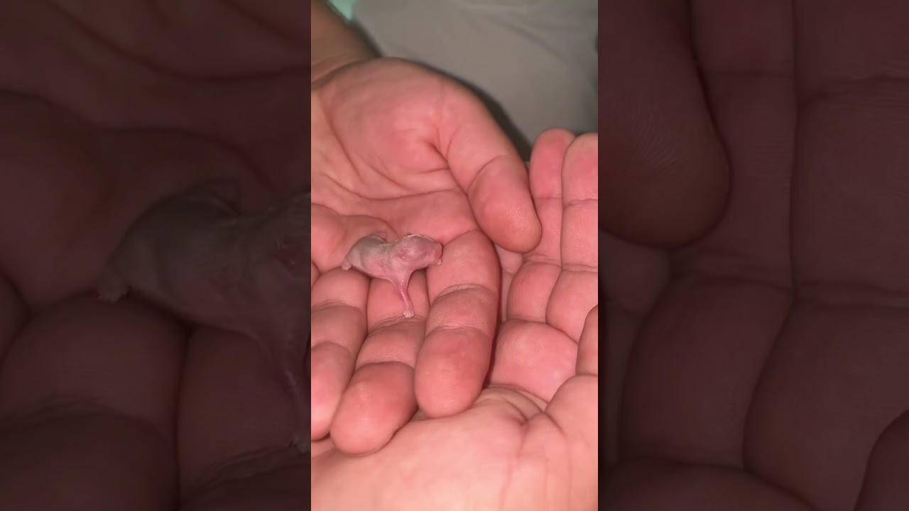 Hamster growth #short 🐹