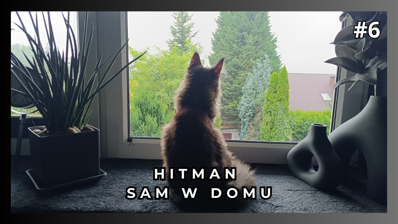 Co zrobić z kotem gdy wyjeżdżamy na urlop
