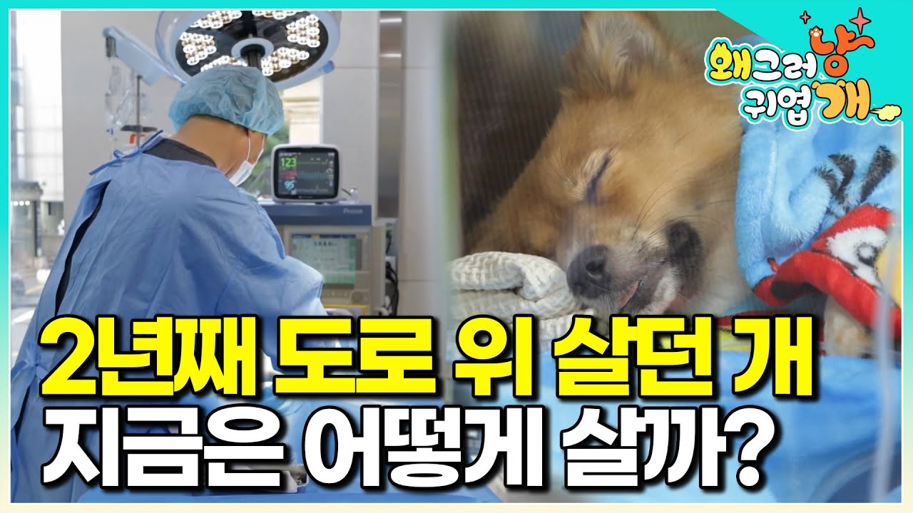 '자기가 버려진 줄도 모른 채...' 2년 동안 오지 않을 보호자를 하염없이 기다리며 위험한 도로 위에서 살다가 구조된 강아지 '마루' 지금은 어떻게 살고 있을까?│#왜그러냥귀엽개