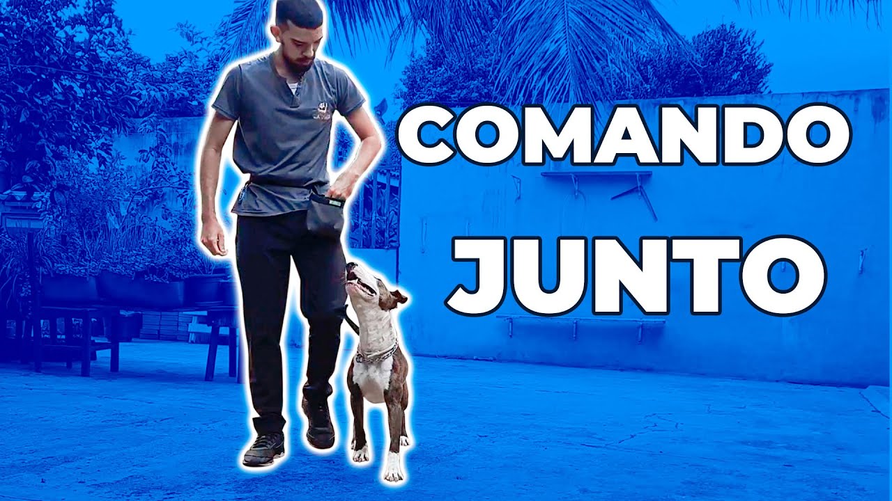 Aula grátis, ensinando o comando JUNTO na prática | parte 2