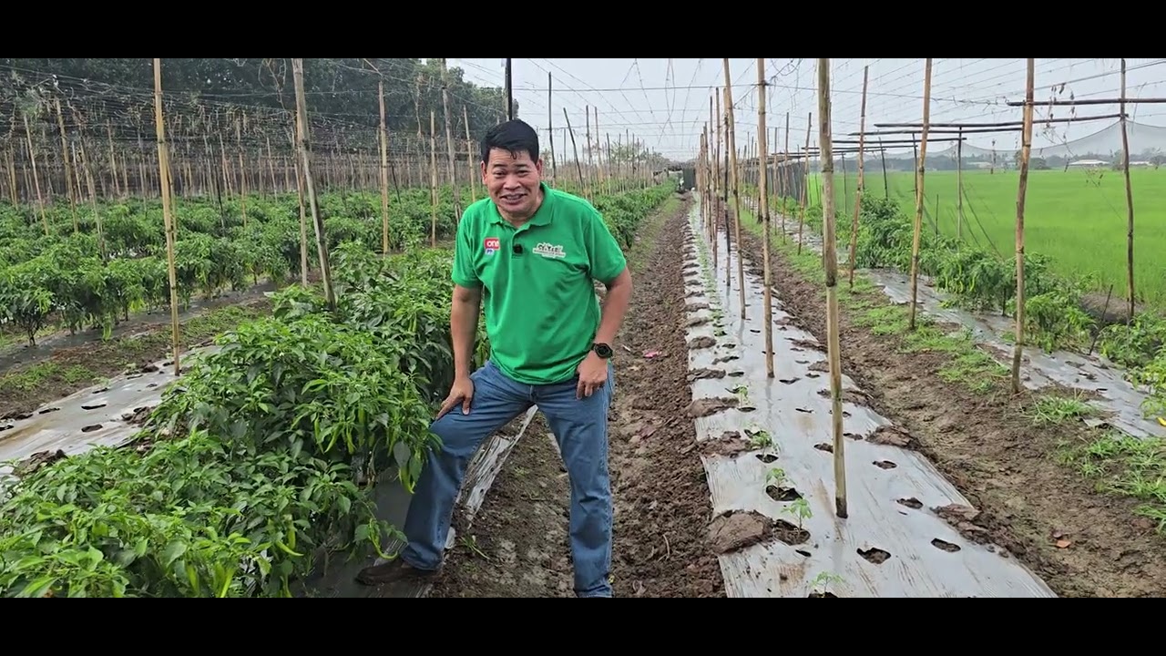 Siling pang dynamite: Lando Guavara,s Farm