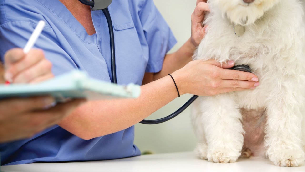 Can a Dog Live with Bladder Stones or Do They Have to Be Surgically Removed?