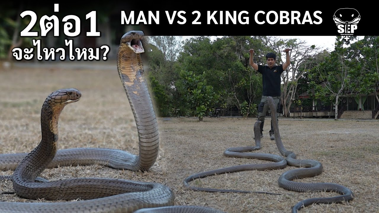 SEP EP.57 2ต่อ1 จะไหวไหม? Man VS 2 King cobras