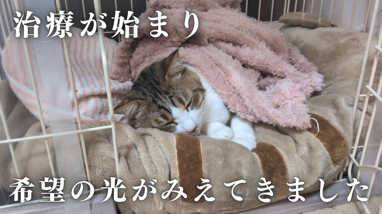 リンパ腫の治療が始まり、希望の光がみえてきました