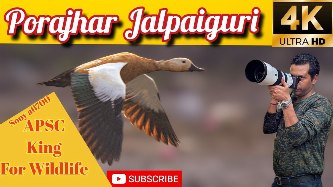 Vlog 67: Sony a6700 APSC King For Wildlife | Porajhar | Small Pratincole #vlog67 