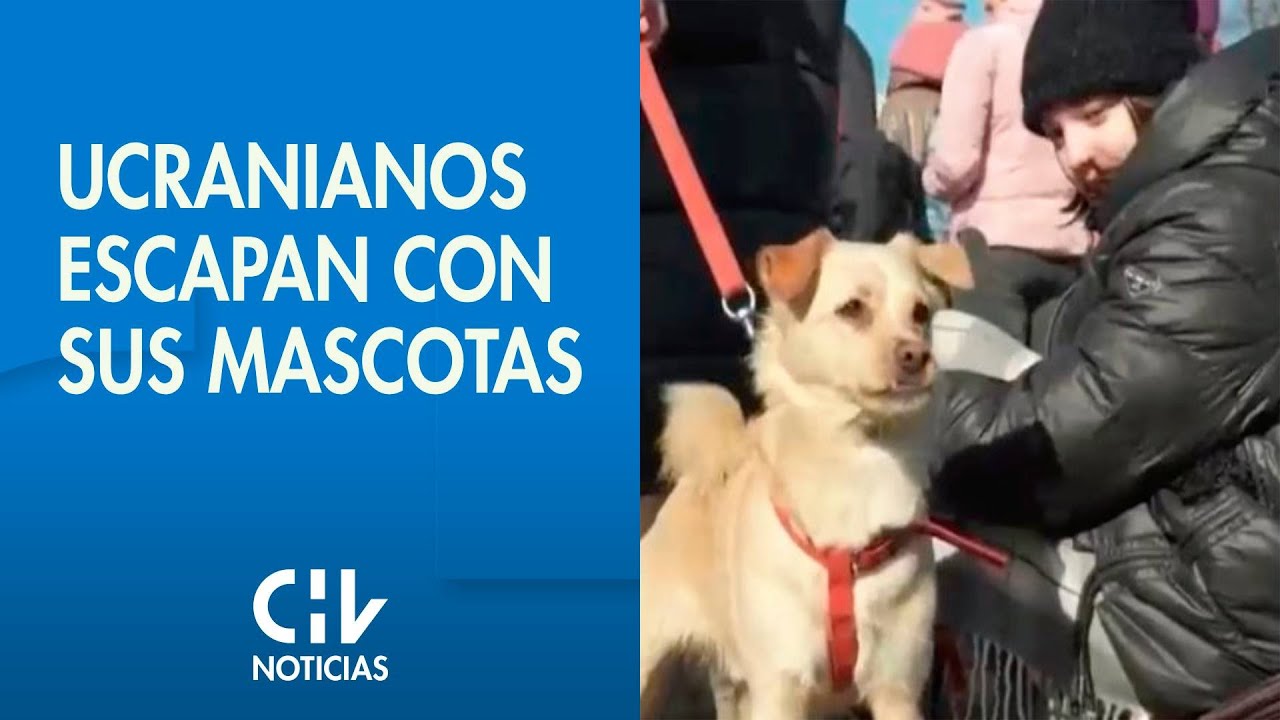 EL DRAMA DE LA GUERRA | Ucranianos atraviesan la frontera con sus mascotas tras invasión de Rusia