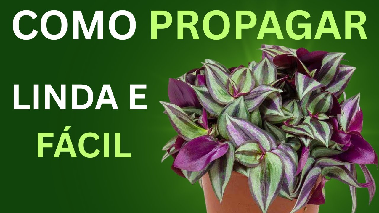 Como propagar esta planta maravilhosa?