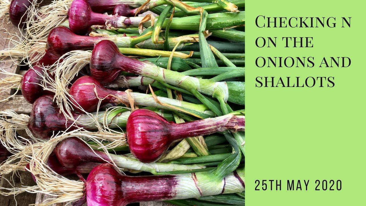 Checking up on the onions and shallots