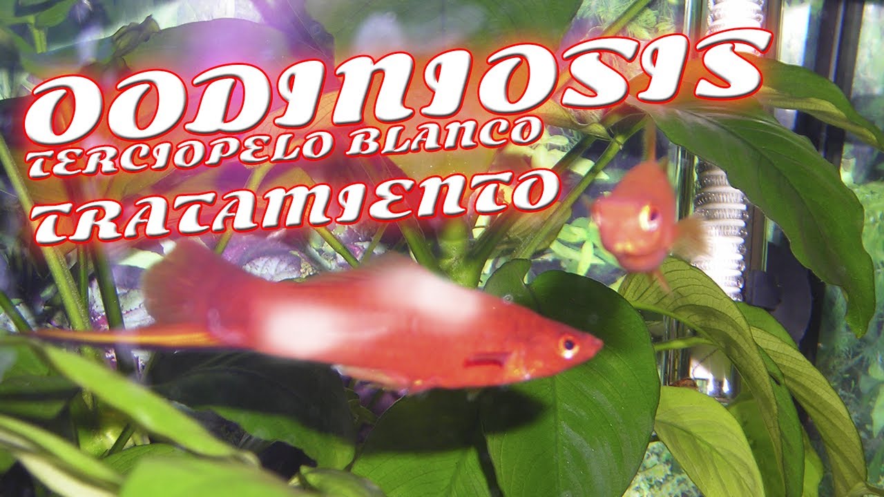 VELO O TERCIOPELO BLANCO EN LOS PECES, LOS PECES SE RASCAN, OODINIOSIS TRATAMIENTO VARIOS