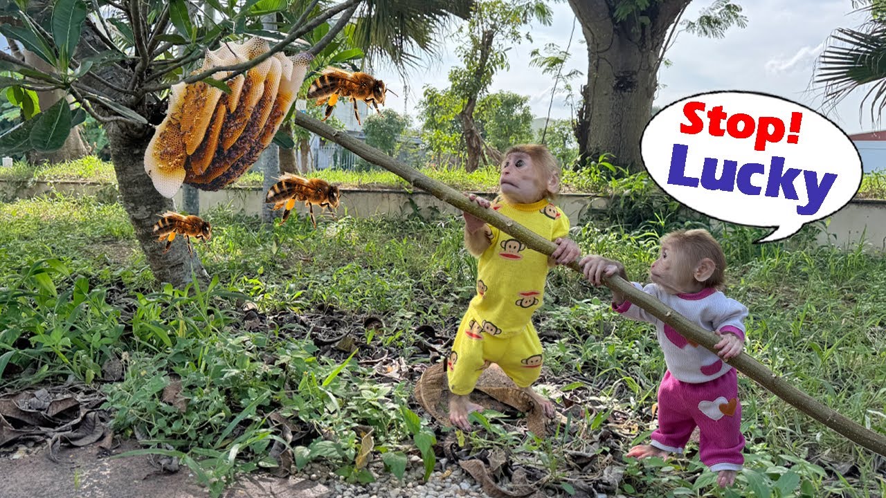 Lucky and Sunny Foolishly Disturb a Beehive — and Face a Bitter Consequence! 🐝🔥