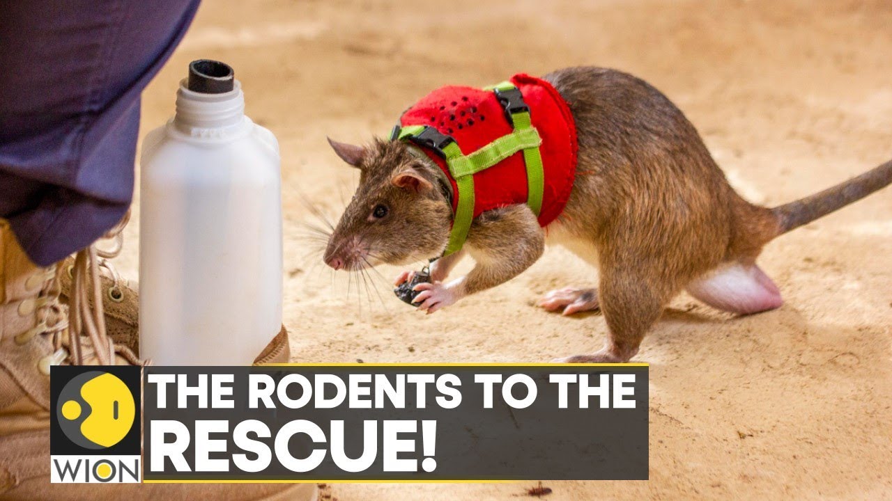 Rats with backpacks could help rescue earthquake survivors trapped under debris | World News