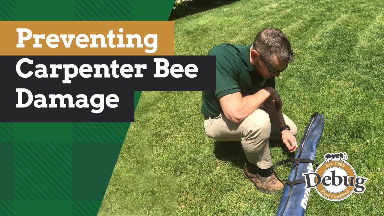 Preventing Carpenter Bee Damage  | Around the House with Bill
