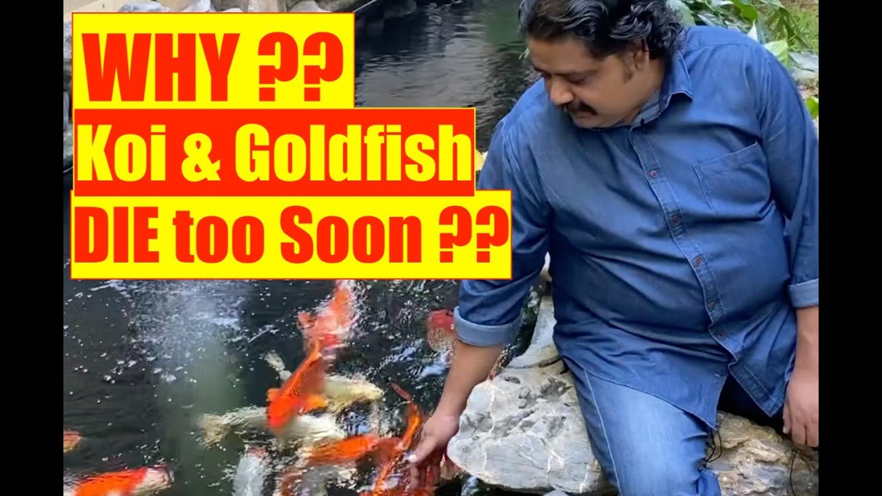 Koi & Goldfish Sleeping Sickness | Mayur Dev Aquascaper | Aquarium Fish Natural Treatment  4K