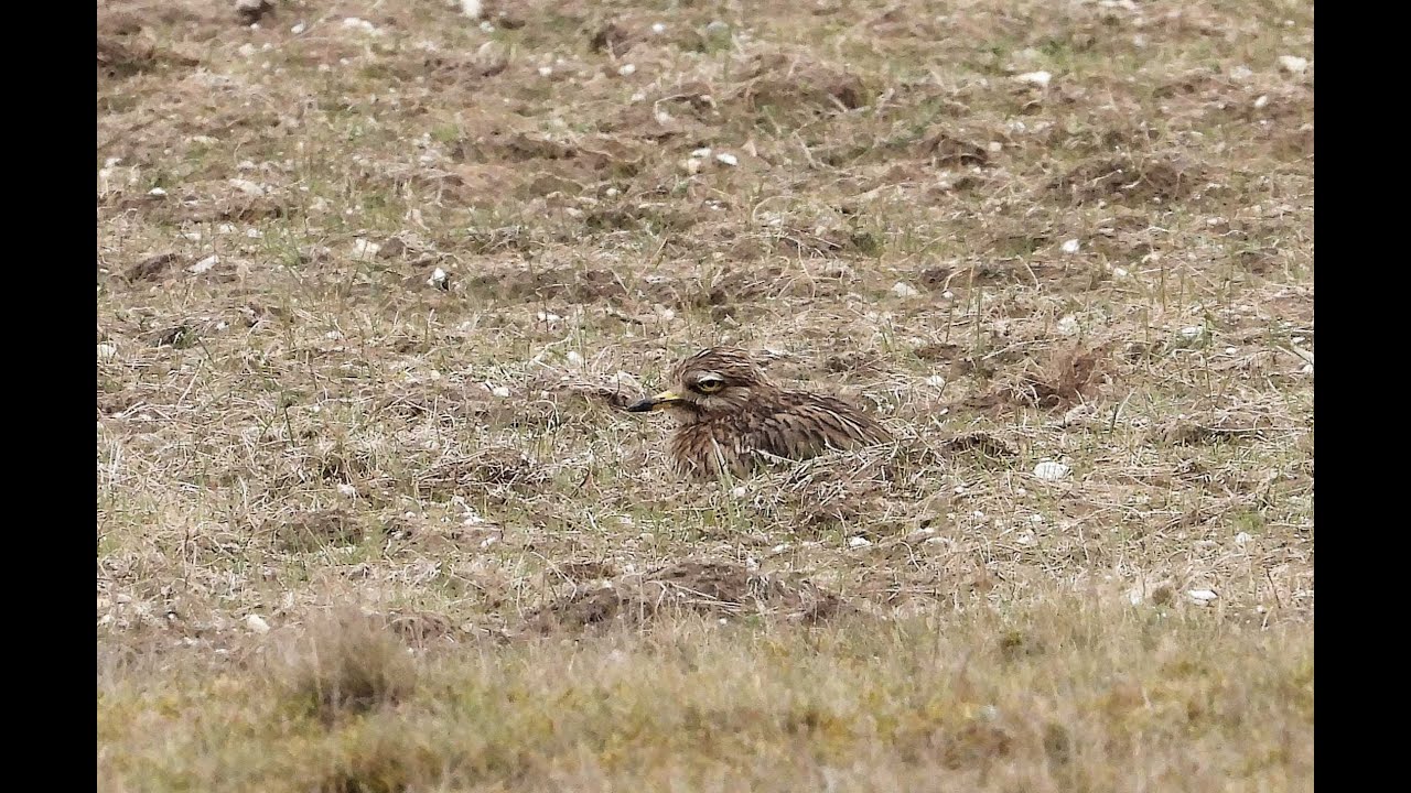 Eurasian Stone-curlew, Weeting Heath, Norfolk, 29/3/25