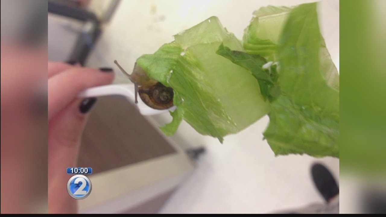 State confirms 4 rat lungworm cases, 4 more possible on Maui